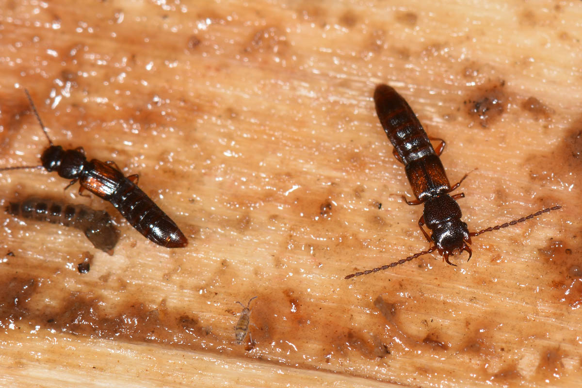 Staphylinidae: Siagonium quadricorne?  S !